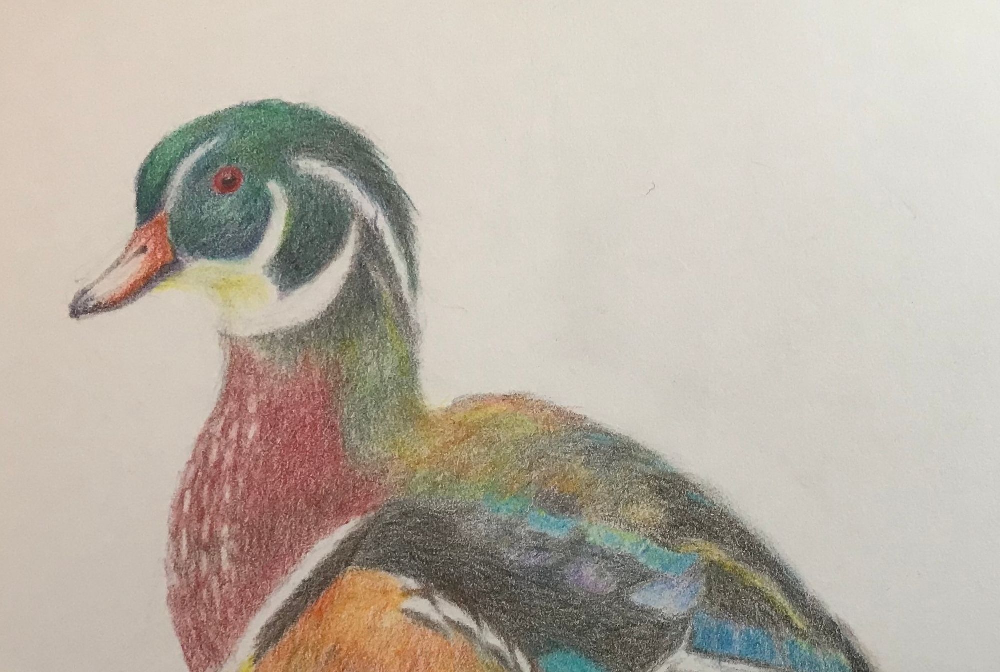 Male Wood Duck