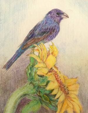 Indigo Bunting on Sunflower