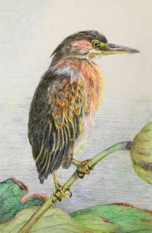 Green Heron Clever Hunters