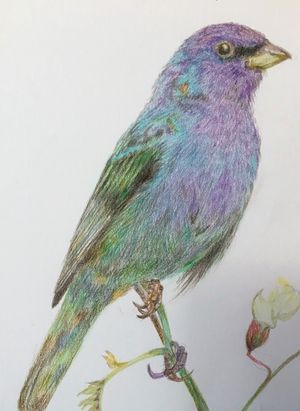 Indigo Bunting