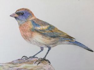 Lazuli Bunting