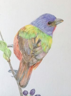 Painted Bunting on Elbowbush