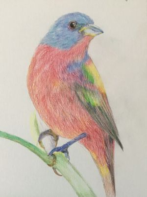 Painted Bunting