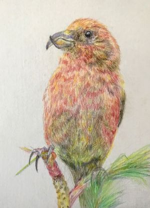 Male Red Crossbill