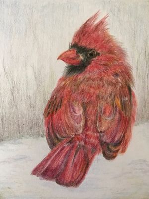 Northern Cardinal