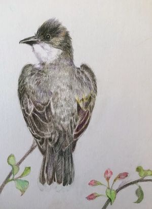 Eastern Kingbird