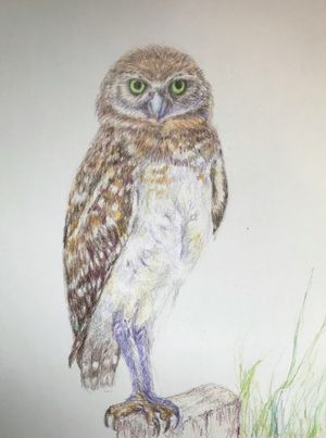 Burrowing Owl