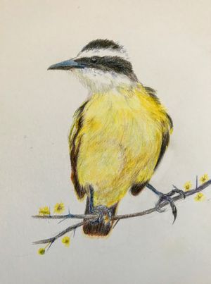 Great Kiskadee