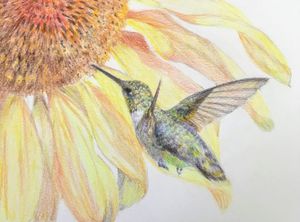 Ruby-throated Hummingbird on Sunflower