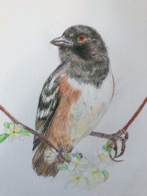 Towhee on a Plum Tree