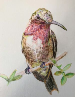 Lucifer's Hummingbird