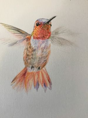 Rufous Hummingbird