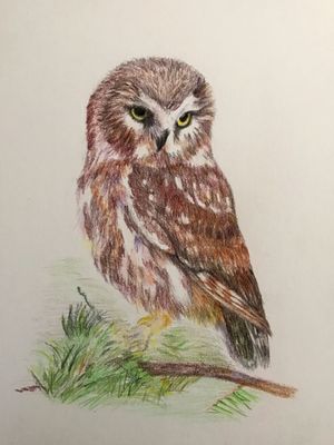 Northern Saw-Whet Owl