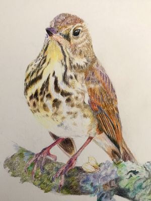 Hermit Thrush