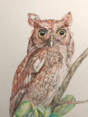 Eastern Screech Owl