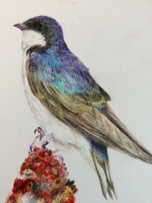 Tree Swallow