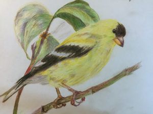 American Gold Finch