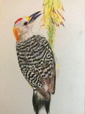 Golden-fronted Woodpecker