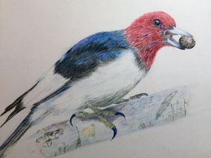 Red-headed Woodpecker