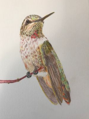 Anna's Hummingbird