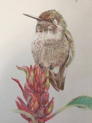 Costa's Hummingbird