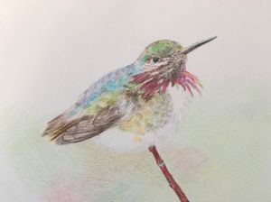 Calliope Hummingbird