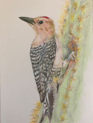 Gila Woodpecker