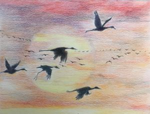 Migration of Sandhill Cranes