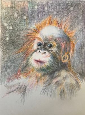 Young Orangutan