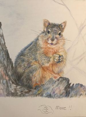 Fox Squirrel - More!