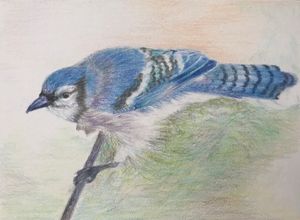 Blue Jay