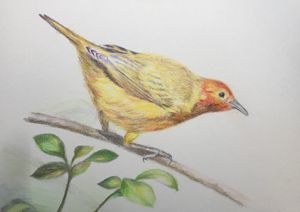 Golden Warbler