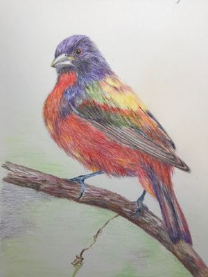 Painted Bunting