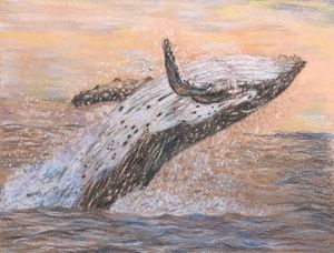 Humpback Whale