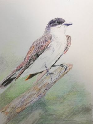 Eastern Kingbird