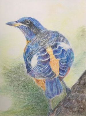 Blue-capped Rock Thrush