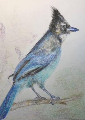 Steller's Jay