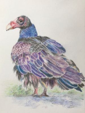 Turkey Vulture