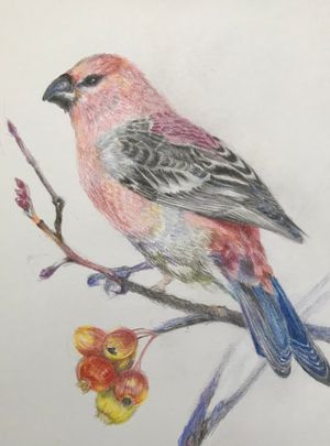 Pine Grosbeak