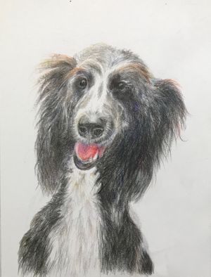 Afghan Hound