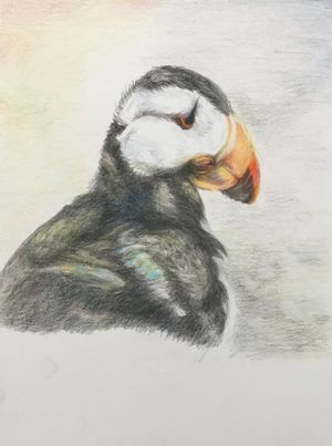 Puffins