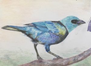 Blue-necked Tanager