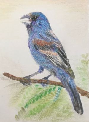 Blue Grosbeak