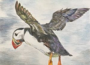 Atlantic Puffins