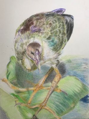 Purple Gallinule Chick