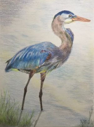 Great Blue Heron