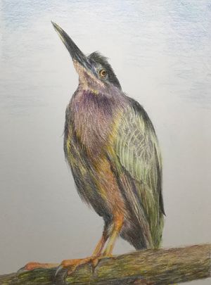 Green Heron