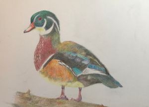 Male Wood Duck