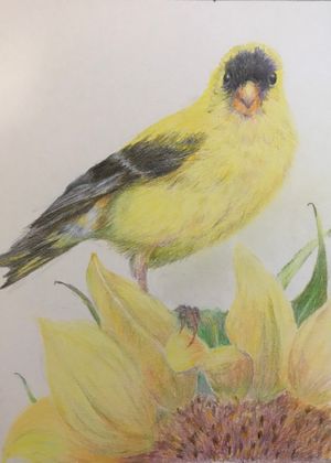 Goldfinch