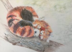 Sleepy Red Panda